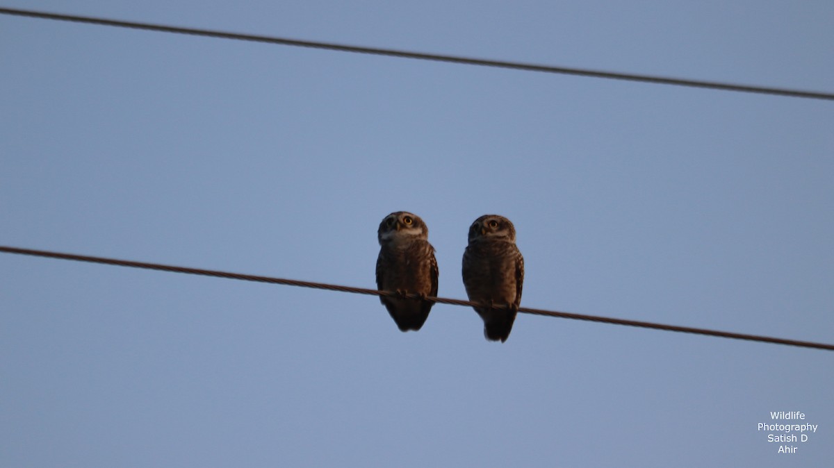 Spotted Owlet - ML527317661