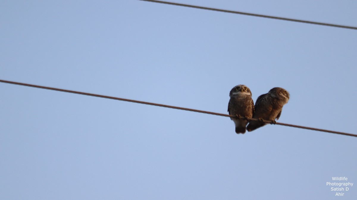 Spotted Owlet - ML527317671