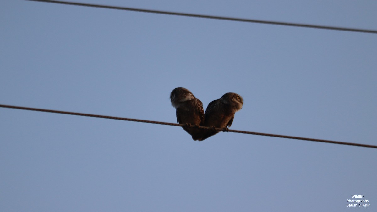 Spotted Owlet - ML527317681