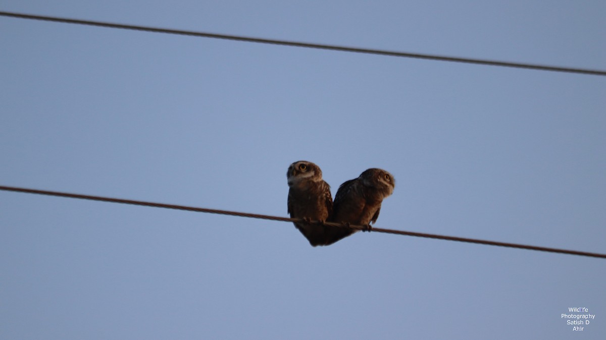 Spotted Owlet - ML527317691