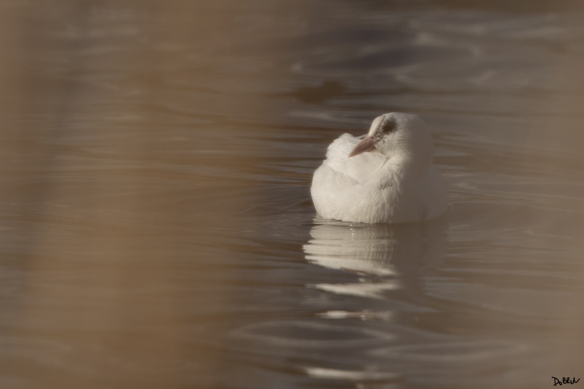 Eurasian Coot - ML527317701