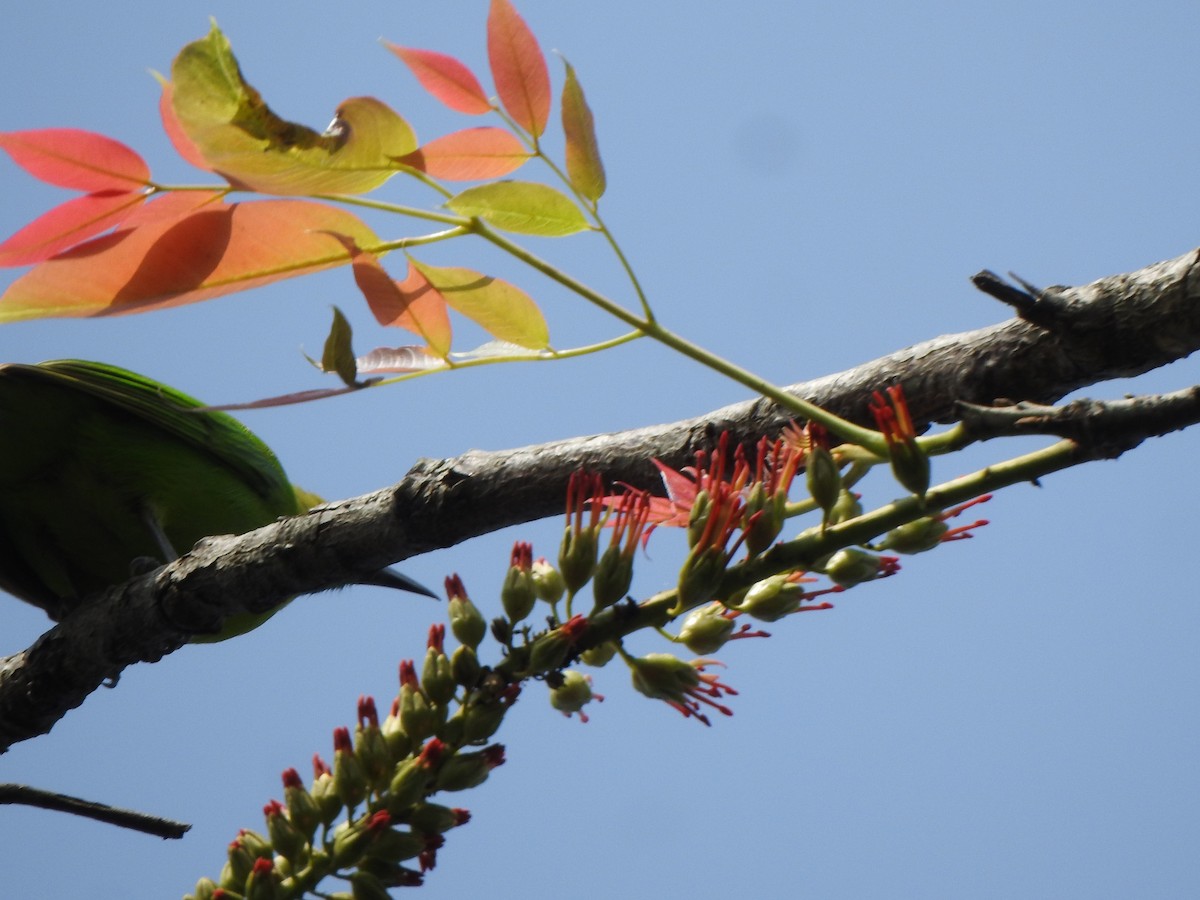 Golden-fronted Leafbird - ML527318011