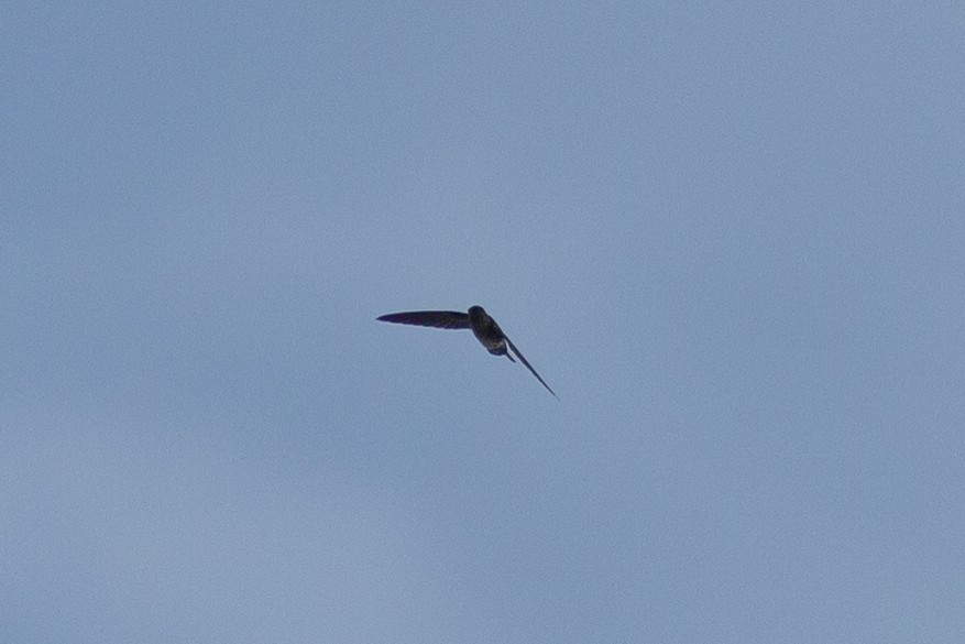 Pygmy Swiftlet - Morten Lisse