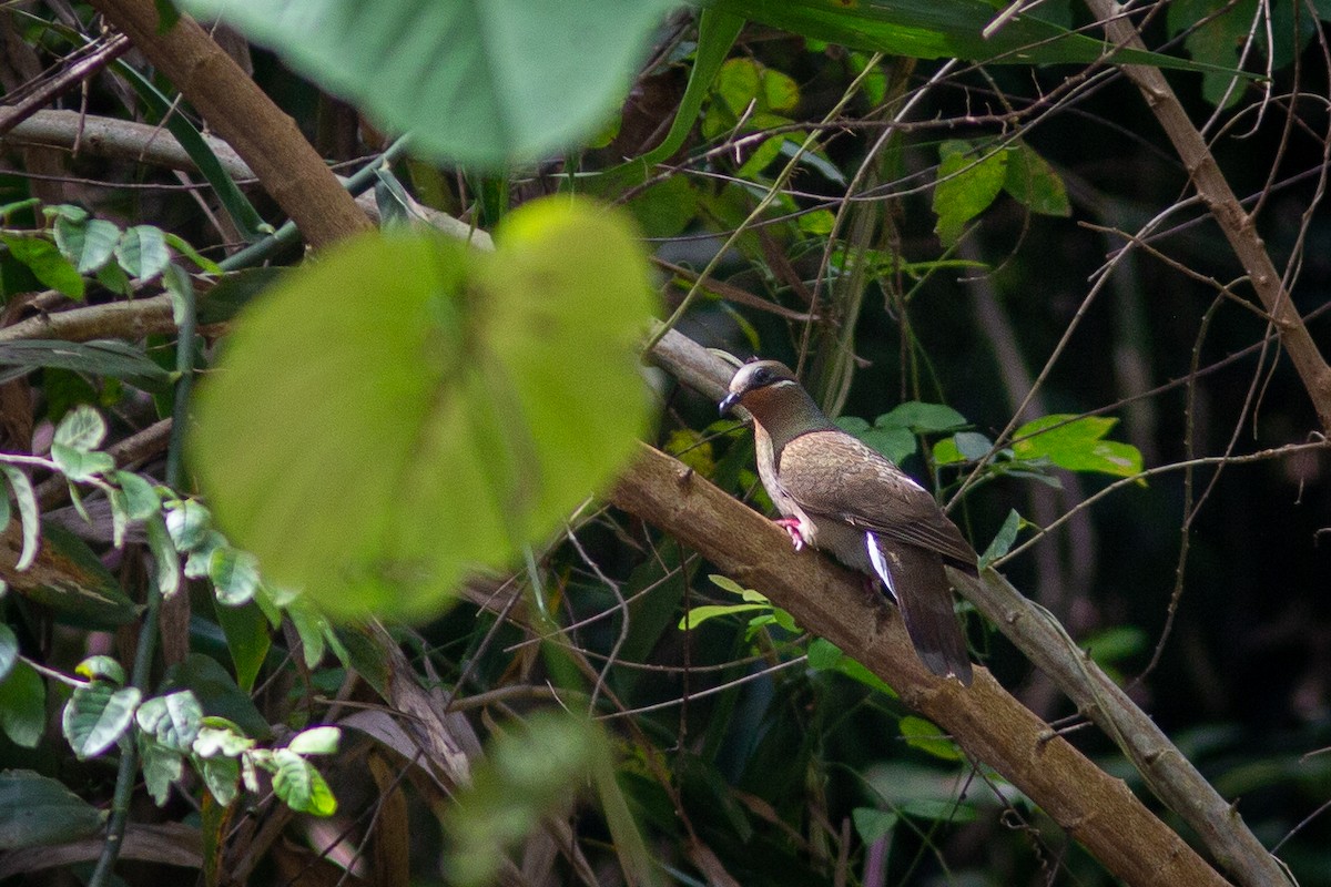 White-eared Brown-Dove (White-eared) - ML527318481