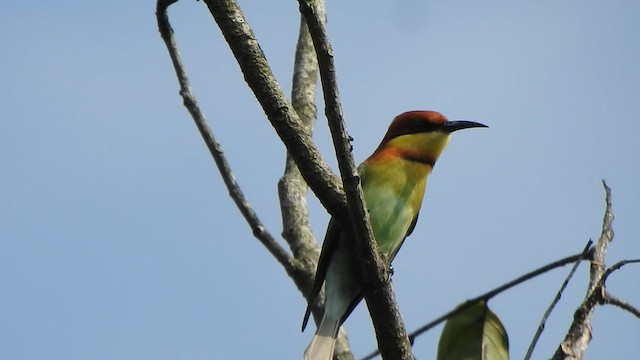 Chestnut-headed Bee-eater - ML527318661