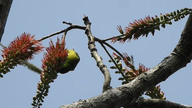 Vernal Hanging-Parrot - ML527318921