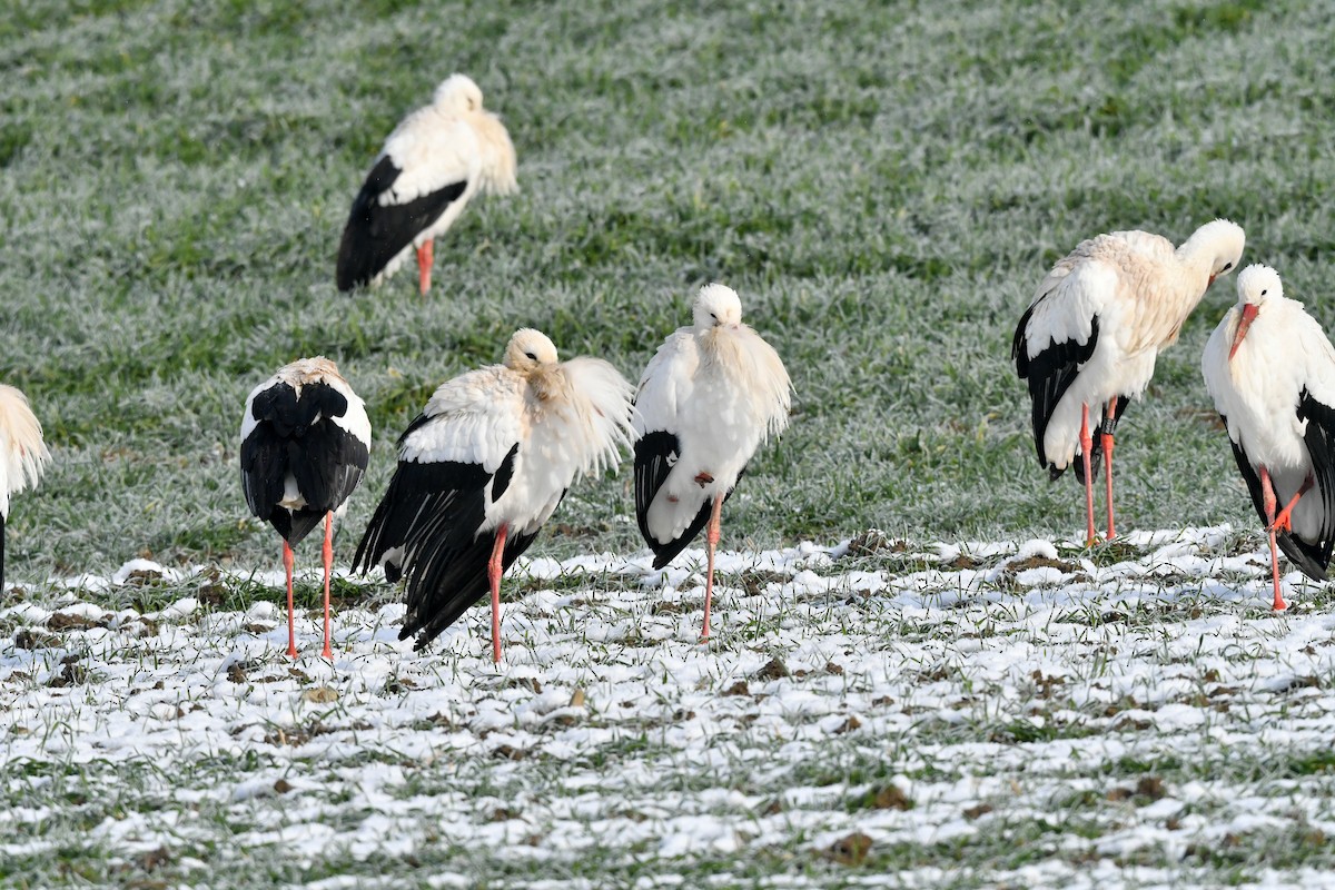 White Stork - ML527318941