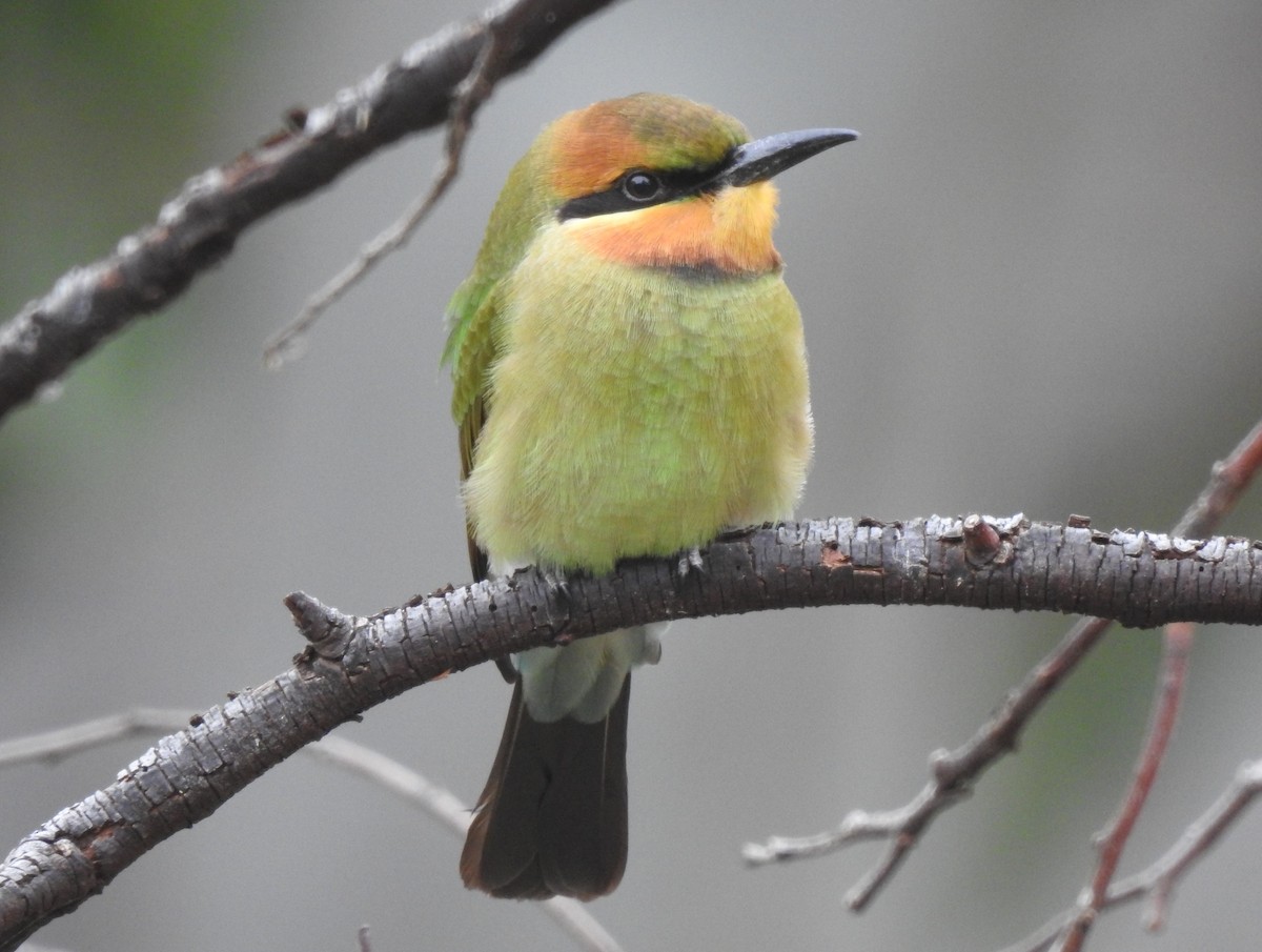 Rainbow Bee-eater - ML527319271