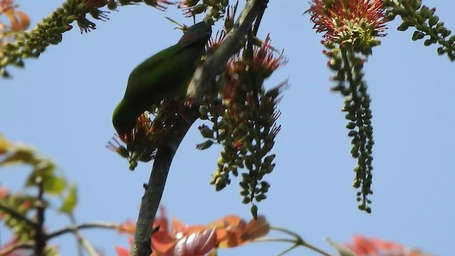 Vernal Hanging-Parrot - ML527319561