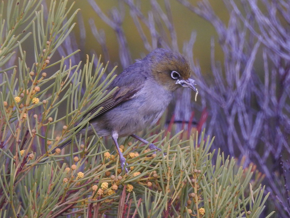 Silvereye - ML527320001