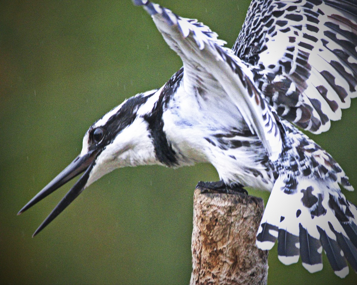 Pied Kingfisher - ML527321061