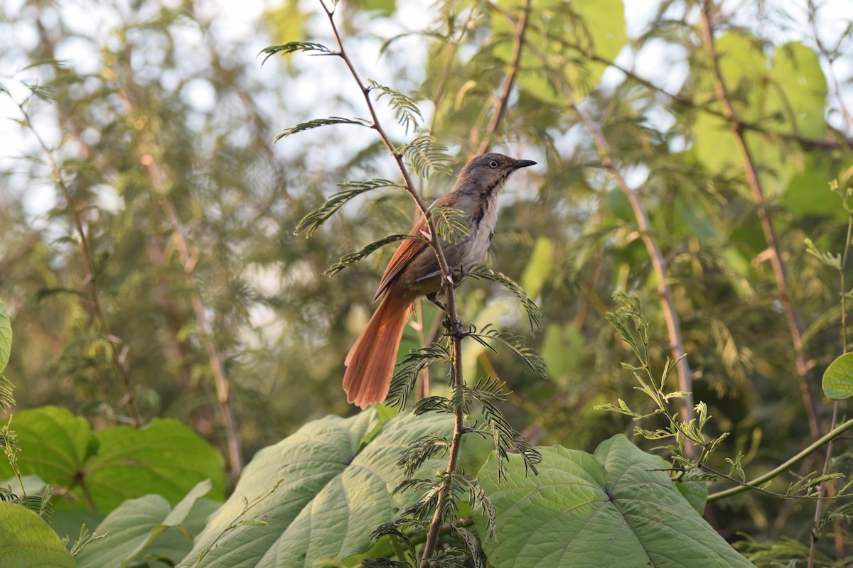 Collared Palm-Thrush - Ryne Rutherford