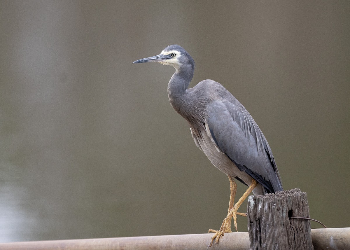 White-faced Heron - ML527321831