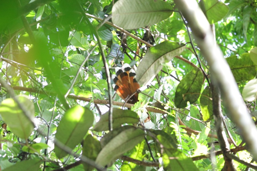 Raffles's Malkoha - ML527322221