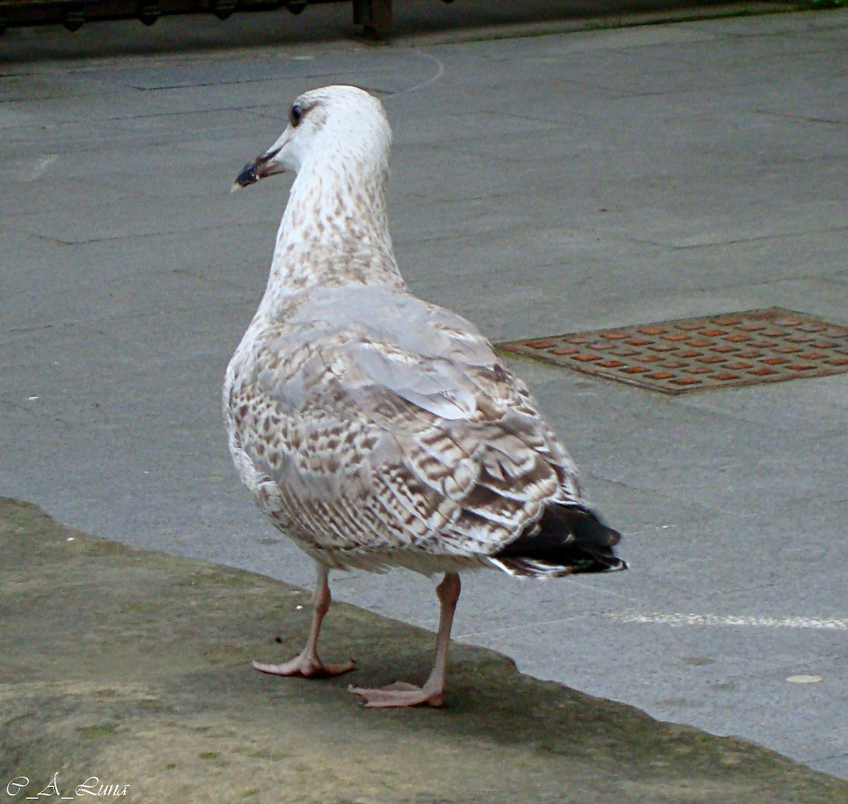 Gaviota Patiamarilla - ML527322301