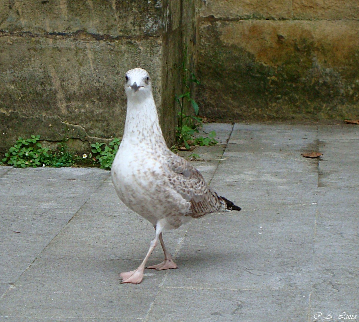 Gaviota Patiamarilla - ML527322311