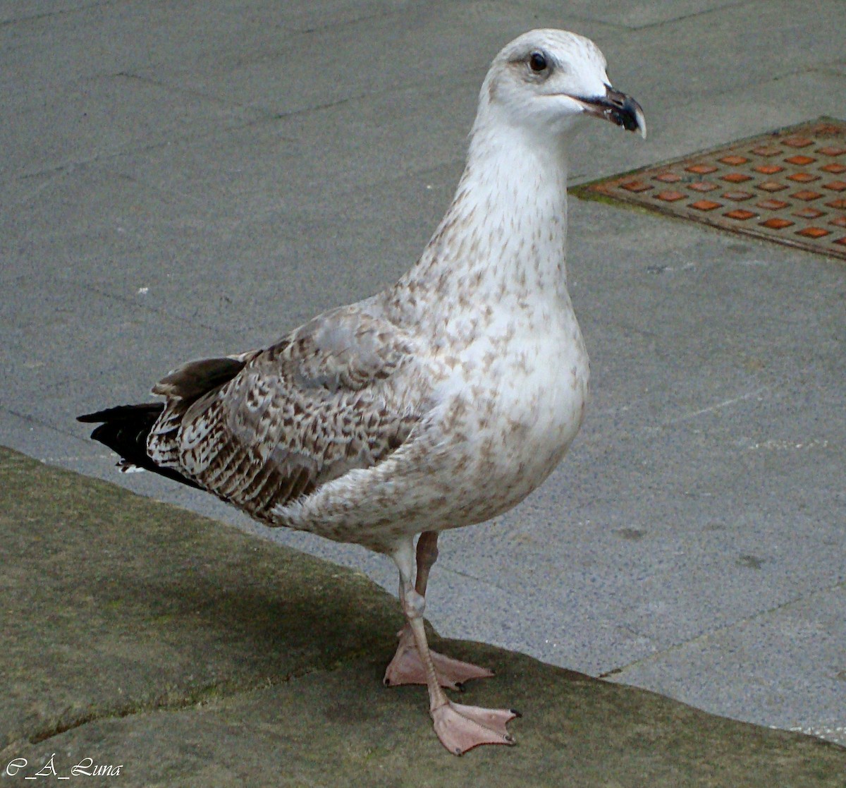 Gaviota Patiamarilla - ML527322321