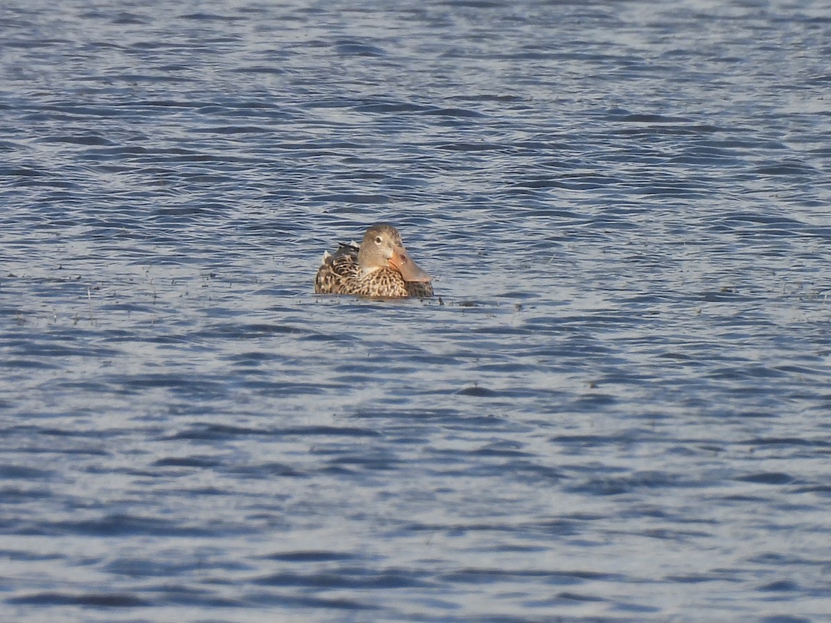 Northern Shoveler - ML527322441