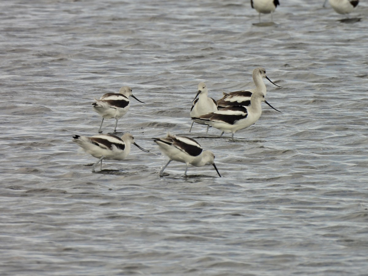 American Avocet - ML527322491