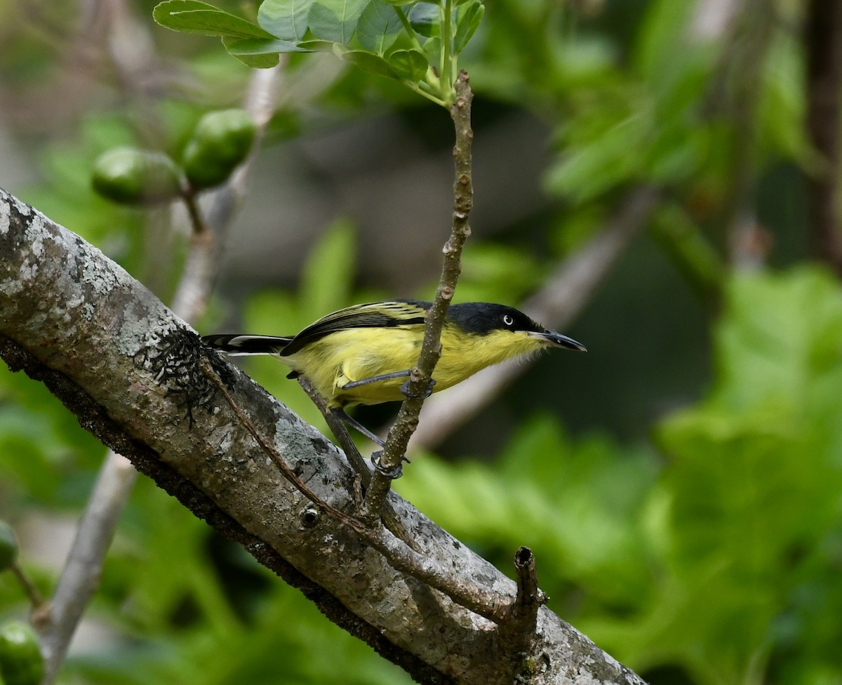 Common Tody-Flycatcher - ML527323251