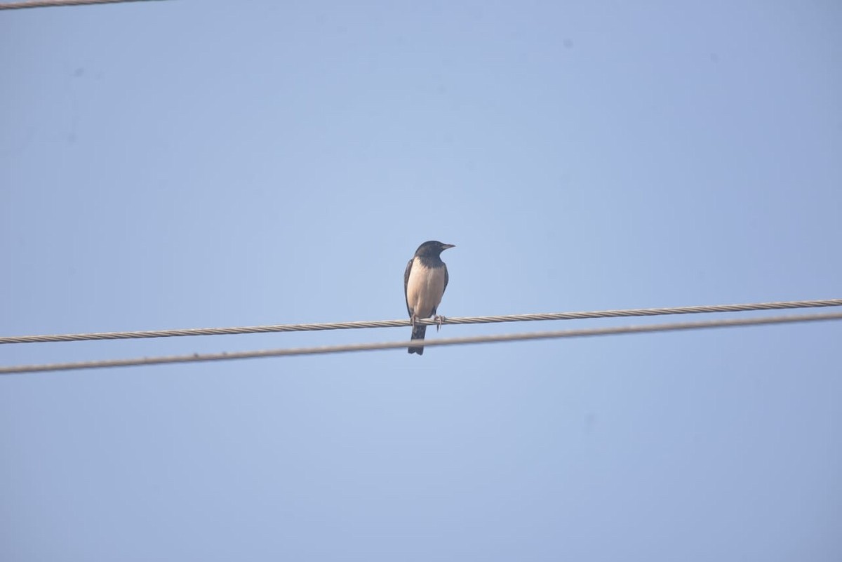 Rosy Starling - ML527324291