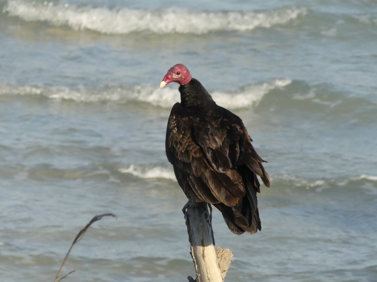 Turkey Vulture - ML527324741