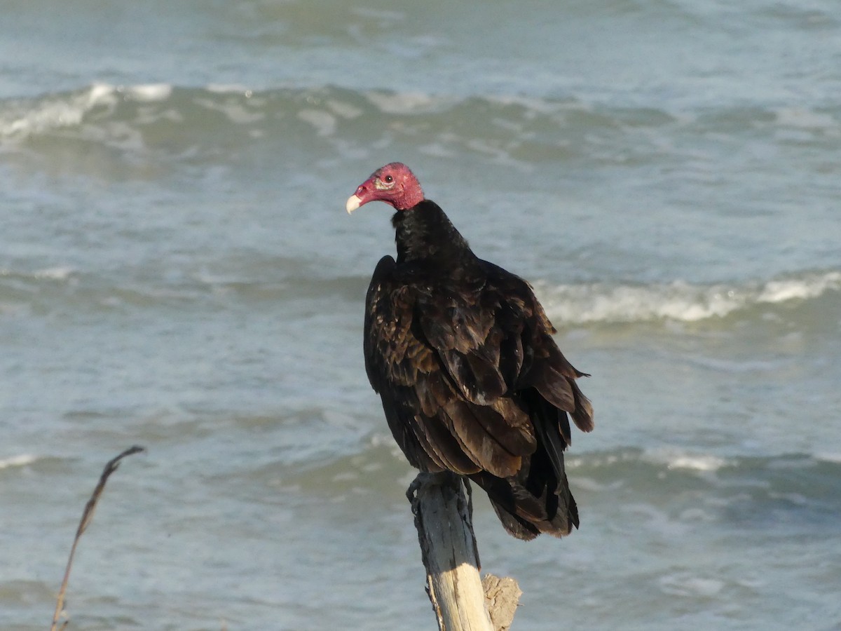 Turkey Vulture - ML527324751