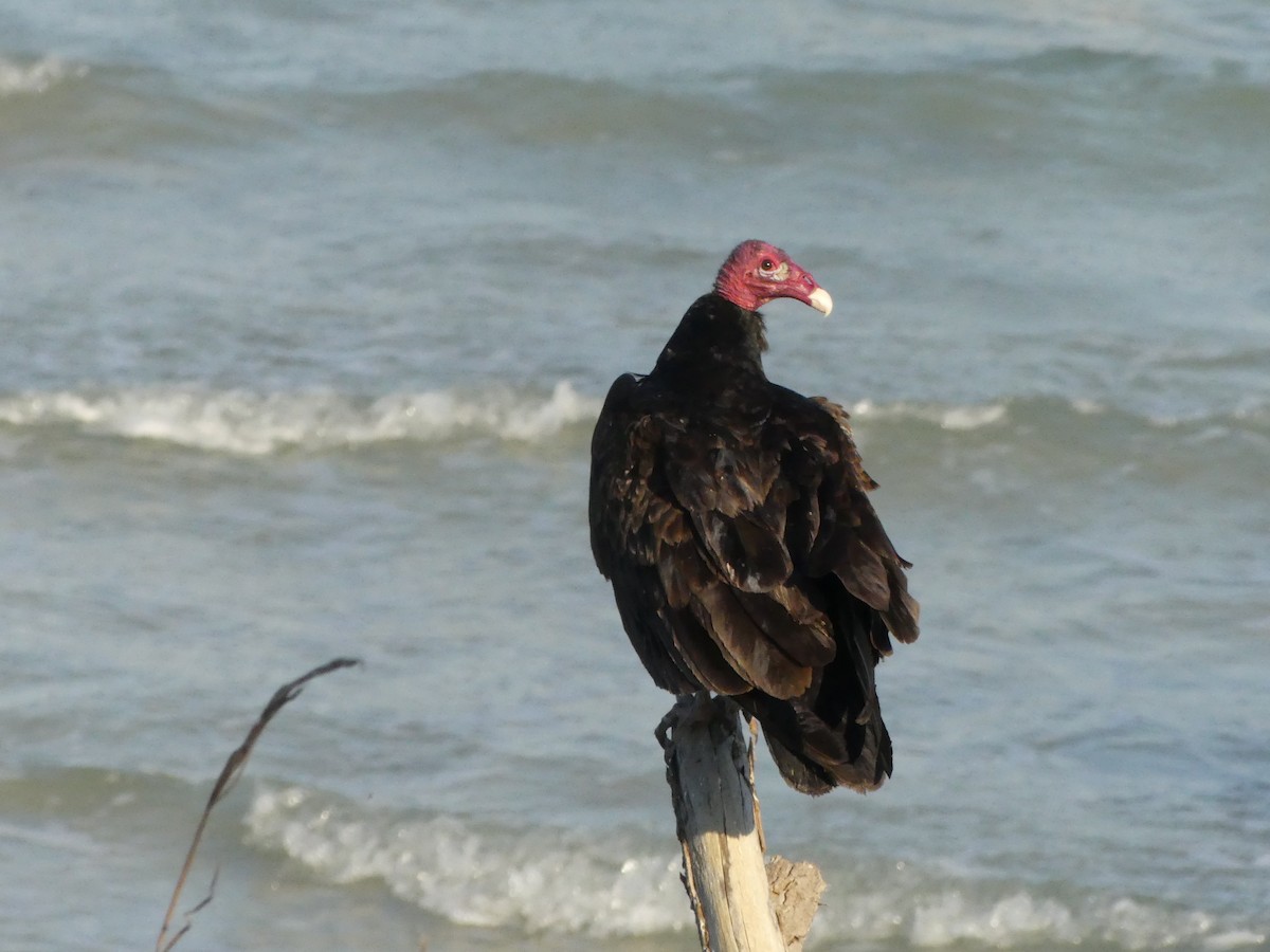 Turkey Vulture - ML527324761