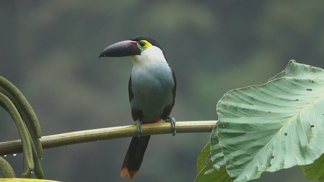 Black-billed Mountain-Toucan - ML527324971