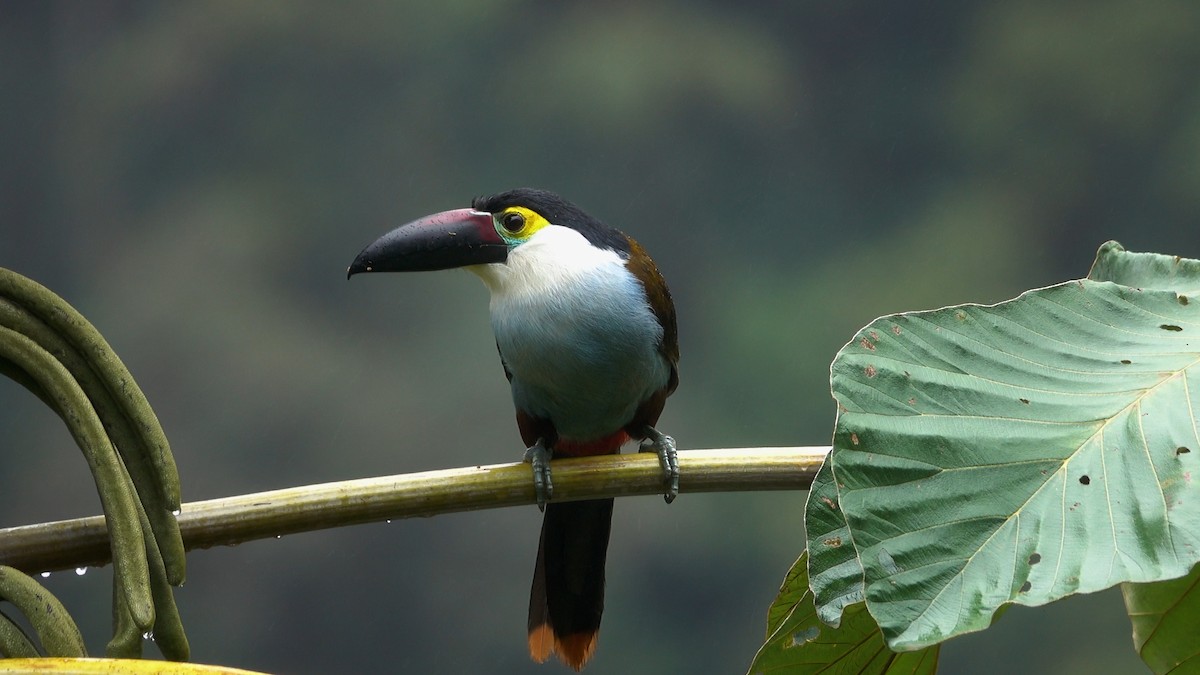 Black-billed Mountain-Toucan - ML527325191