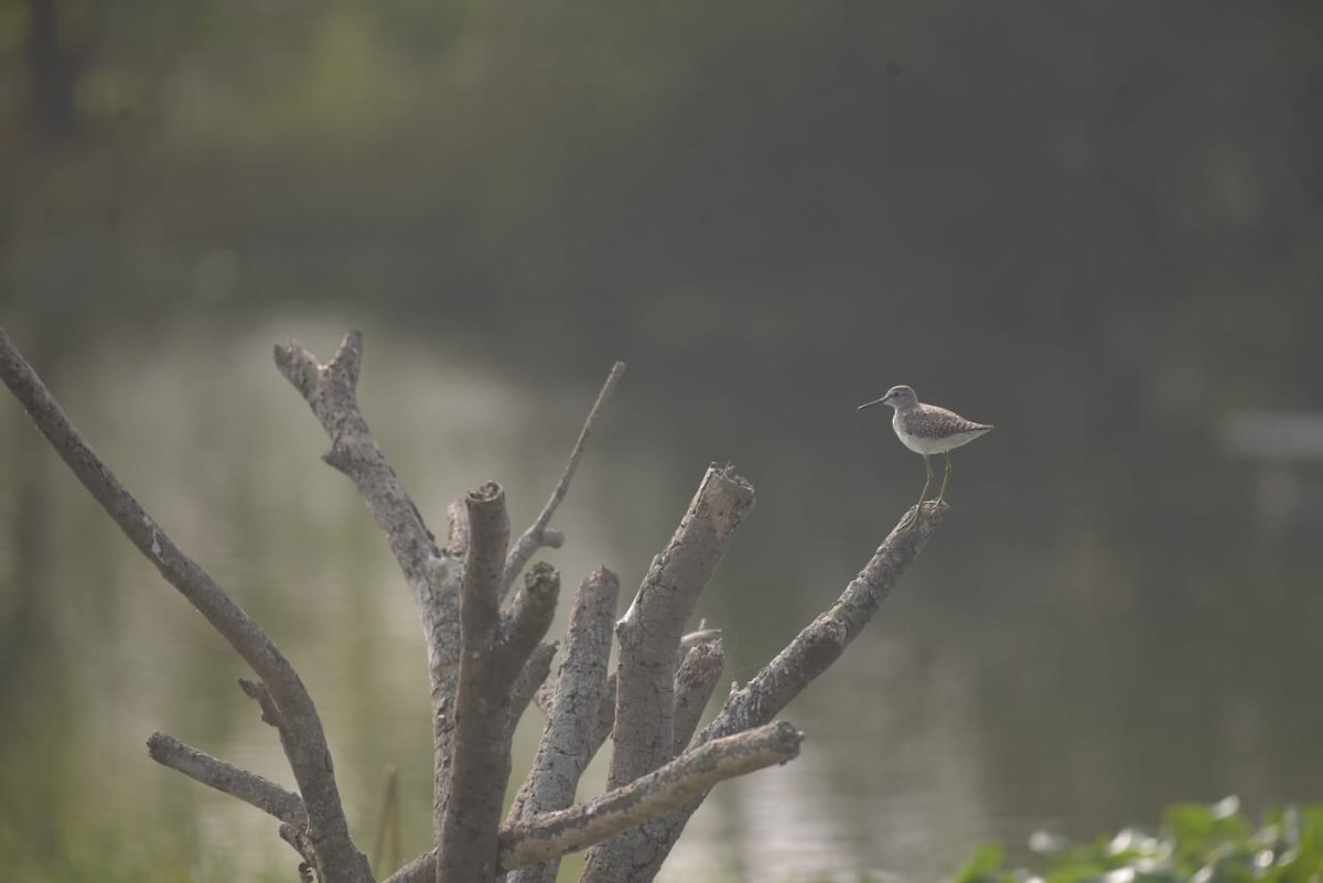 Wood Sandpiper - ML527325221