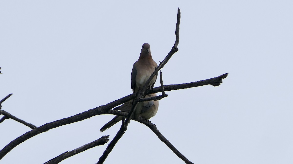 Laughing Dove - ML527325241