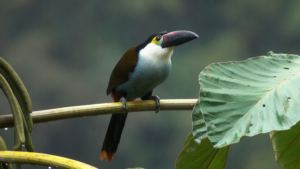 Black-billed Mountain-Toucan - ML527325371