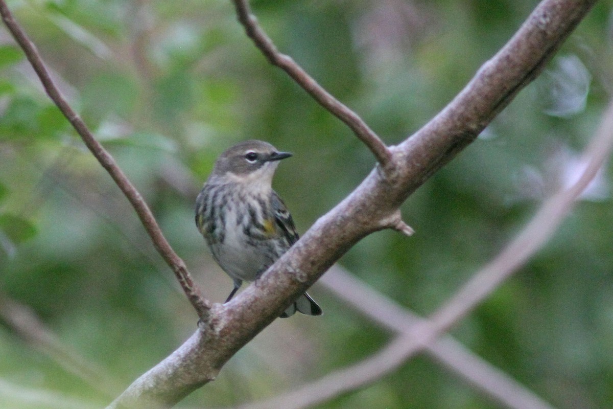 Пісняр-лісовик жовтогузий (підвид coronata) - ML527325831