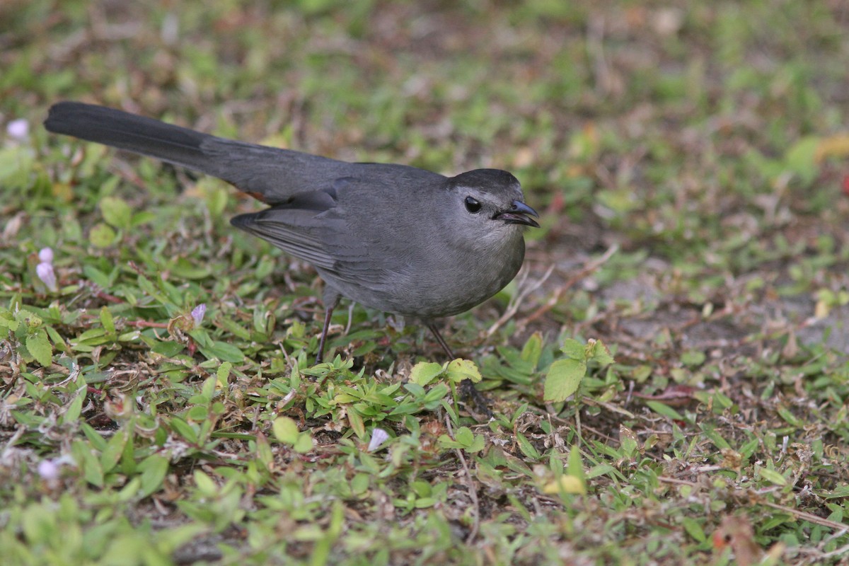 Pájaro Gato Gris - ML527325891