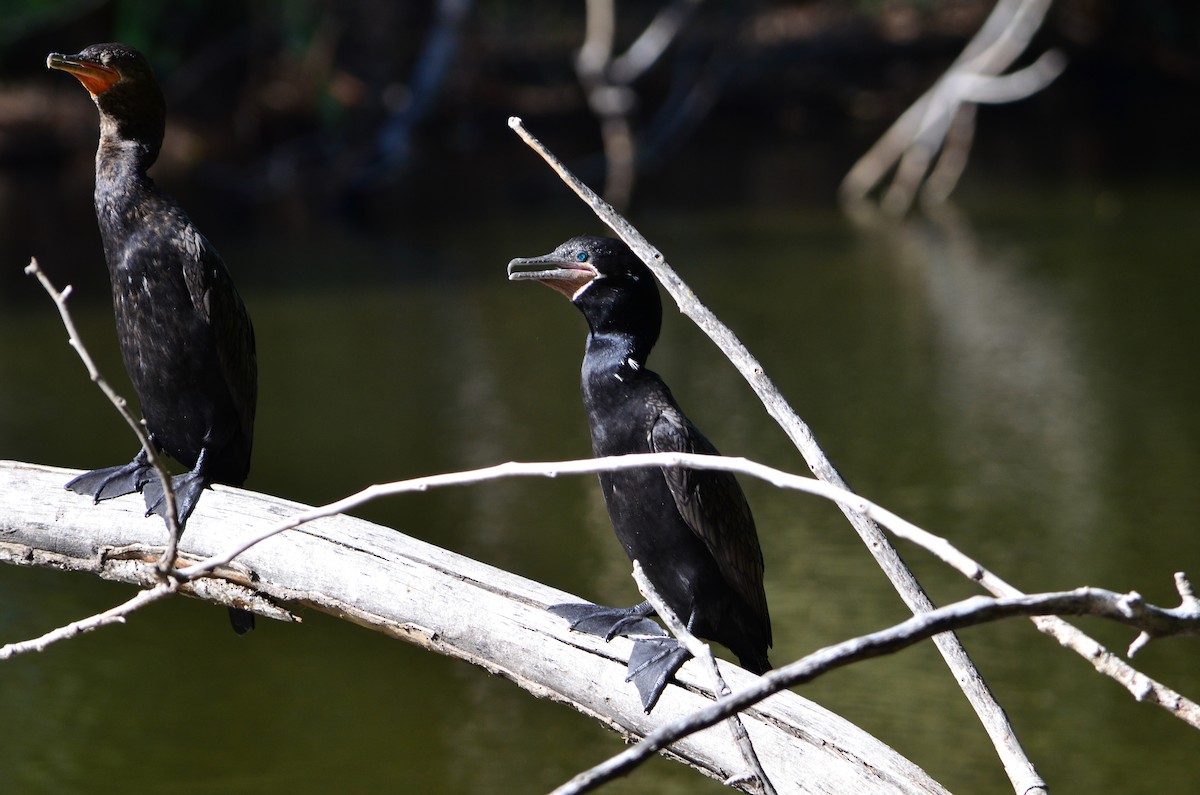 Cormorán Biguá - ML527326521