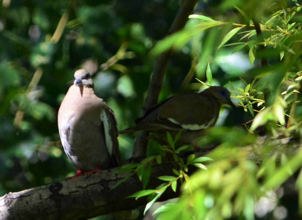 West Peruvian Dove - ML527326661