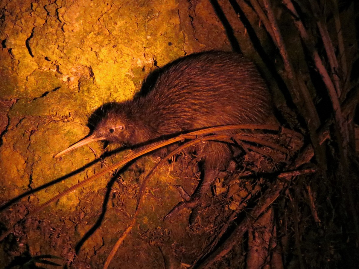 North Island Brown Kiwi - Shaun Robson