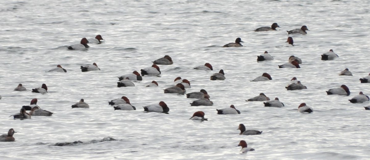 Common Pochard - ML527326861