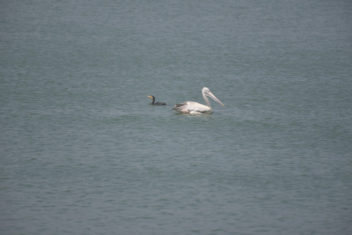 Spot-billed Pelican - ML527327001