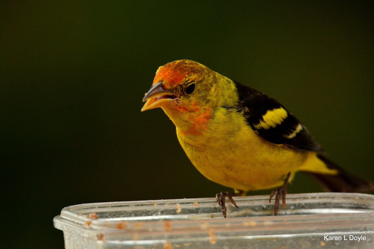 Western Tanager - Karen Doyle