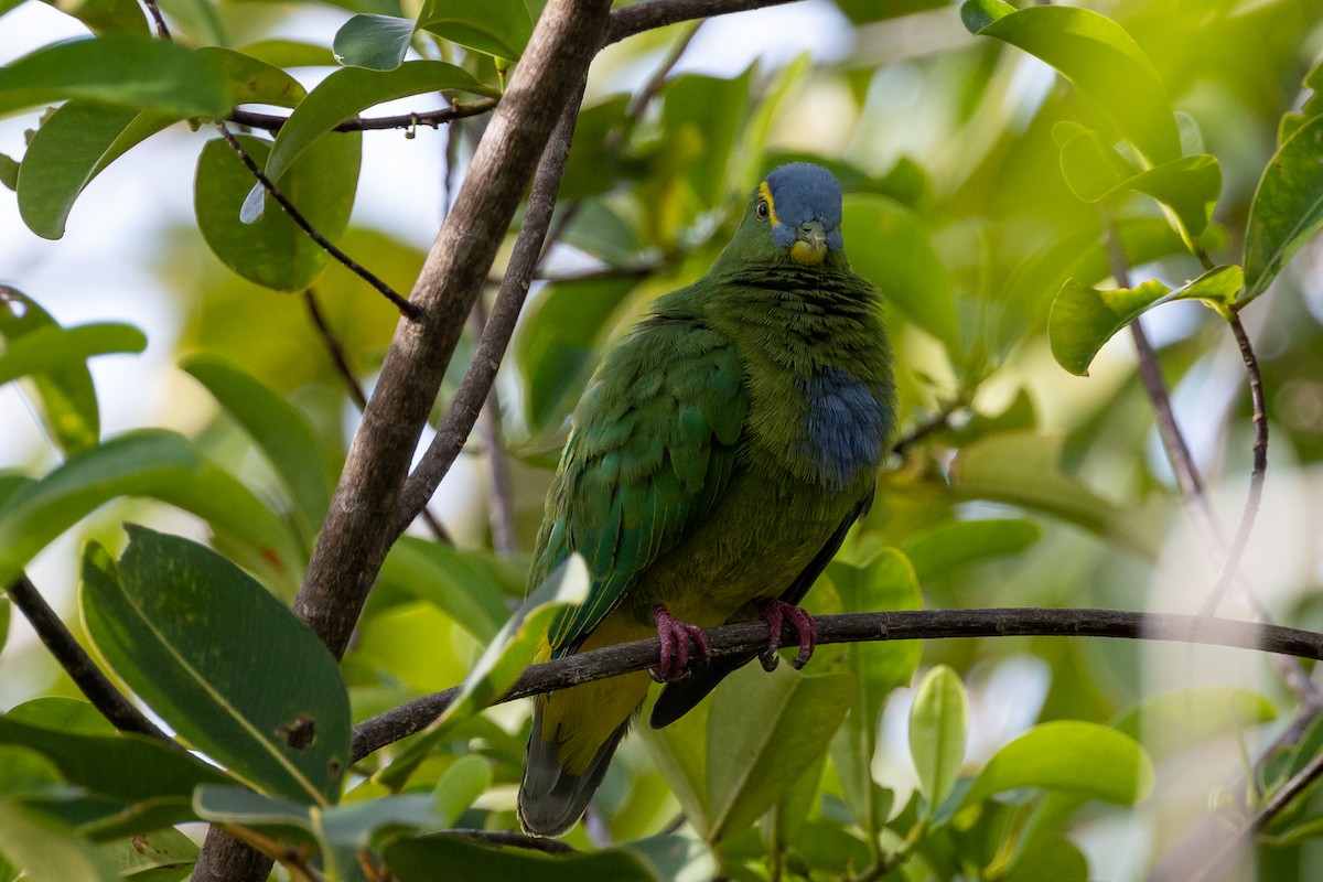 Blue-capped Fruit-Dove - ML527327291