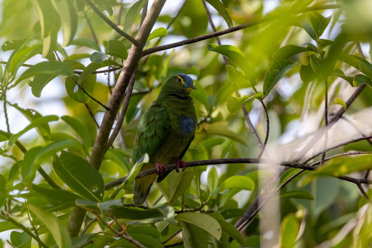 Blue-capped Fruit-Dove - ML527327301