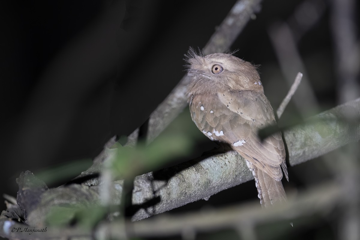 Sri Lanka Frogmouth - ML527327311