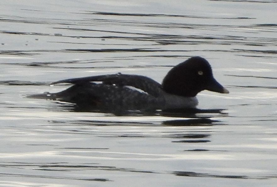 Common Goldeneye - ML527327321