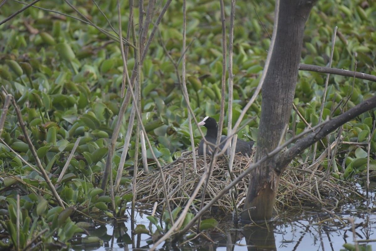 Eurasian Coot - Shylajesha S