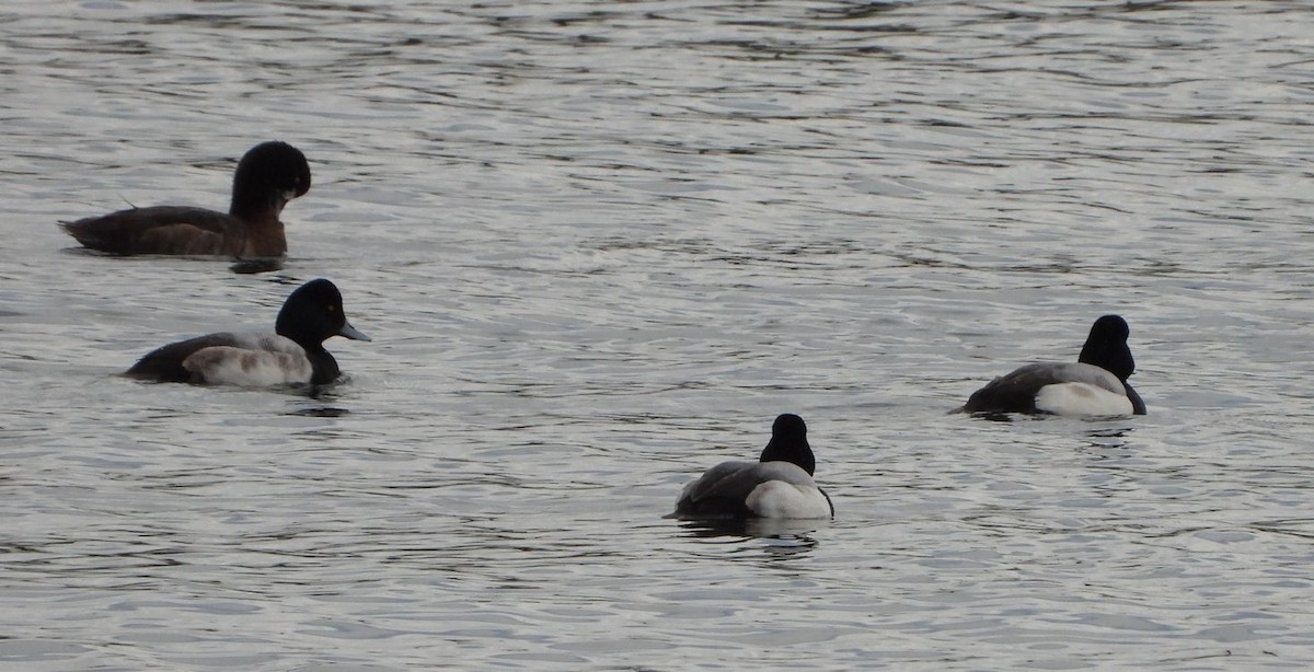 Greater Scaup - ML527327431