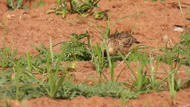 Malabar Lark - ML527328411