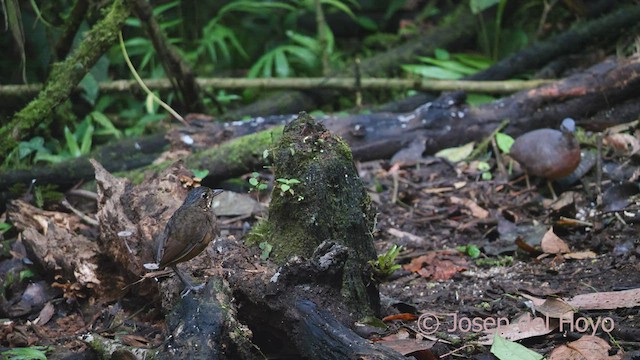 Scaled Antpitta - ML527328891