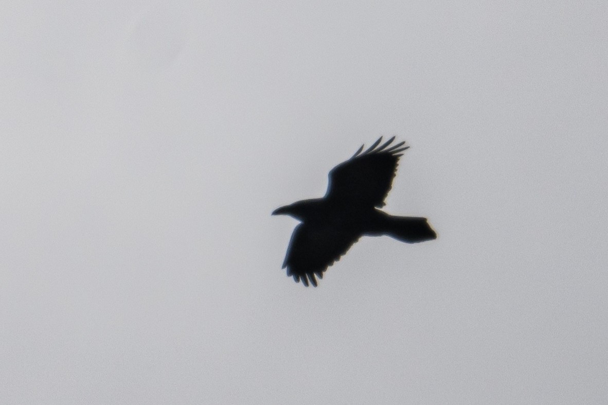 Common Raven - ML527329621